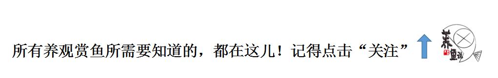 东南亚热带观赏鱼系列2：能直接呼吸空气的