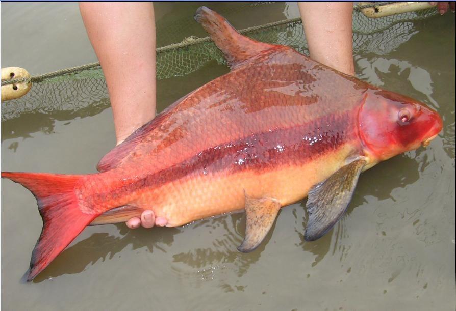 9种观赏鱼，属于中国原产，而且皮实好养，