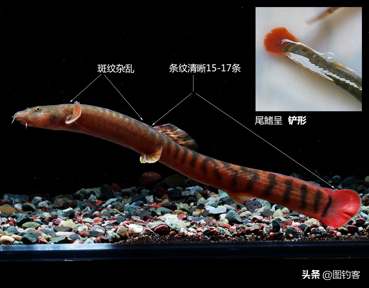 钢鳅 - 尾巴红色，有2个品种，观赏性强