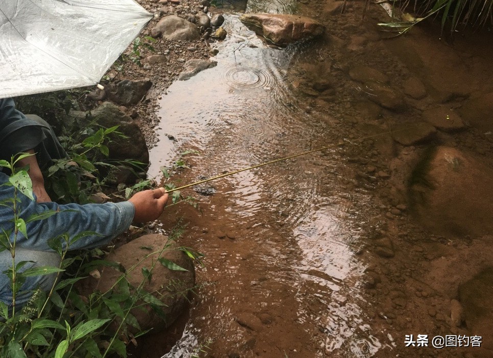 观赏鱼大尾巴_观赏尾巴鱼大小不一样_尾巴大的观赏鱼