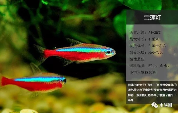 鱼鳃变红是怎么回事_观赏鱼鳃变红_观赏鱼鳃发红