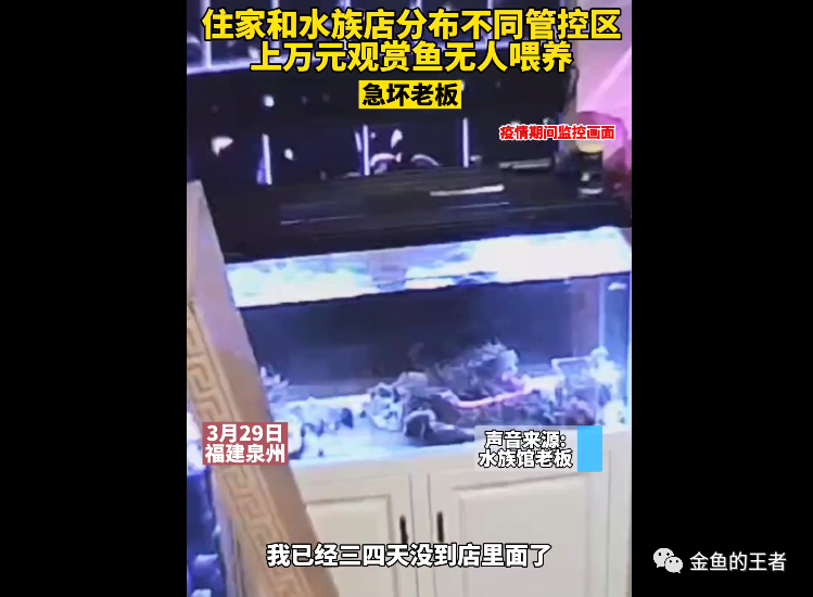 住家和水族店分布不同管控区，上万元观赏鱼