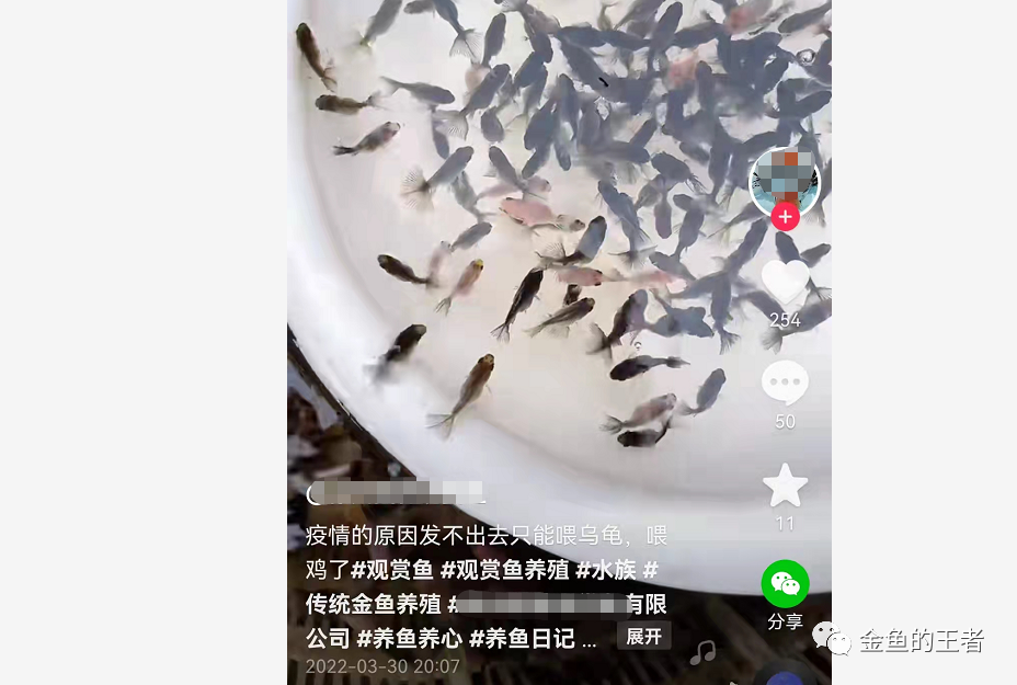 观赏鱼烂尾烂鳍烂鳞用什么药_观赏鱼怎么喂_观赏鱼身上长白霜怎么办